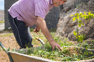 Senior man weeding a garden by hand with a wheelbarrow full of pulled weeds, a Food & Drink Photo by etorres69