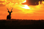 Kudu Bull - King of Twirl and Curl, an Animal Photo by Wildlife Wonder (Thumbnail 1 of 2)