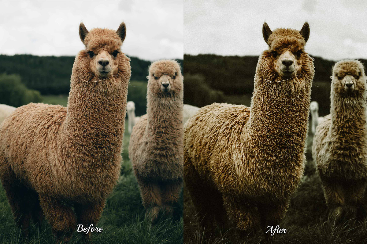 30 Countryside Lightroom Bundle, a Preset Add-On by 3Motional (Photo 7 of 11)