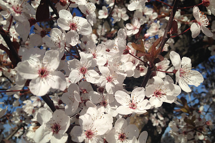 Cherry blossoms containing nature, texture, and background, a Nature Photo by Riccardo Anelli