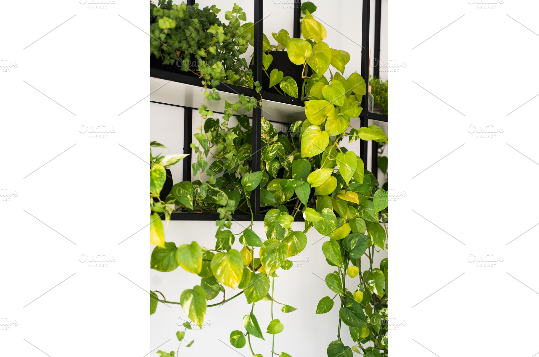 Green pothos plant with yellow, a Nature Photo by volodymyrshtun13795