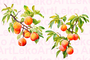 Apricots Watercolor Clipart, a Food Illustration by LekoArt (Thumbnail 4 of 10)