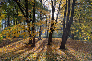 Autumn scene with trees and fallen leaves, sunlight filtering through branches, a Nature Photo by Textures & Backgrounds