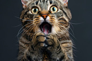 236 surprised animals, an Animal Photo by Handmadefont (Thumbnail 24 of 241)