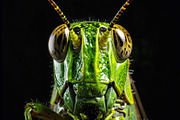 Green grasshopper frontal closeup showing textured head and ante, an Animal Photo by GoodGoods (Thumbnail 1 of 2)