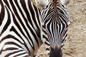 Zebra featuring animal, picture, and photo