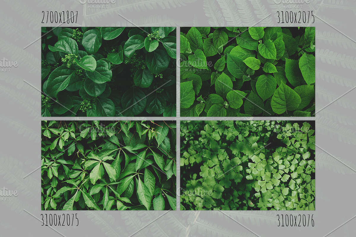 Green textures - photo bundle, a Nature Photo by rorygez fresh (Photo 3 of 6)