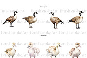 Watercolor Goose Clipart, Cute Geese, an Animal Illustration by BrushstrokeArtGB (Thumbnail 3 of 9)