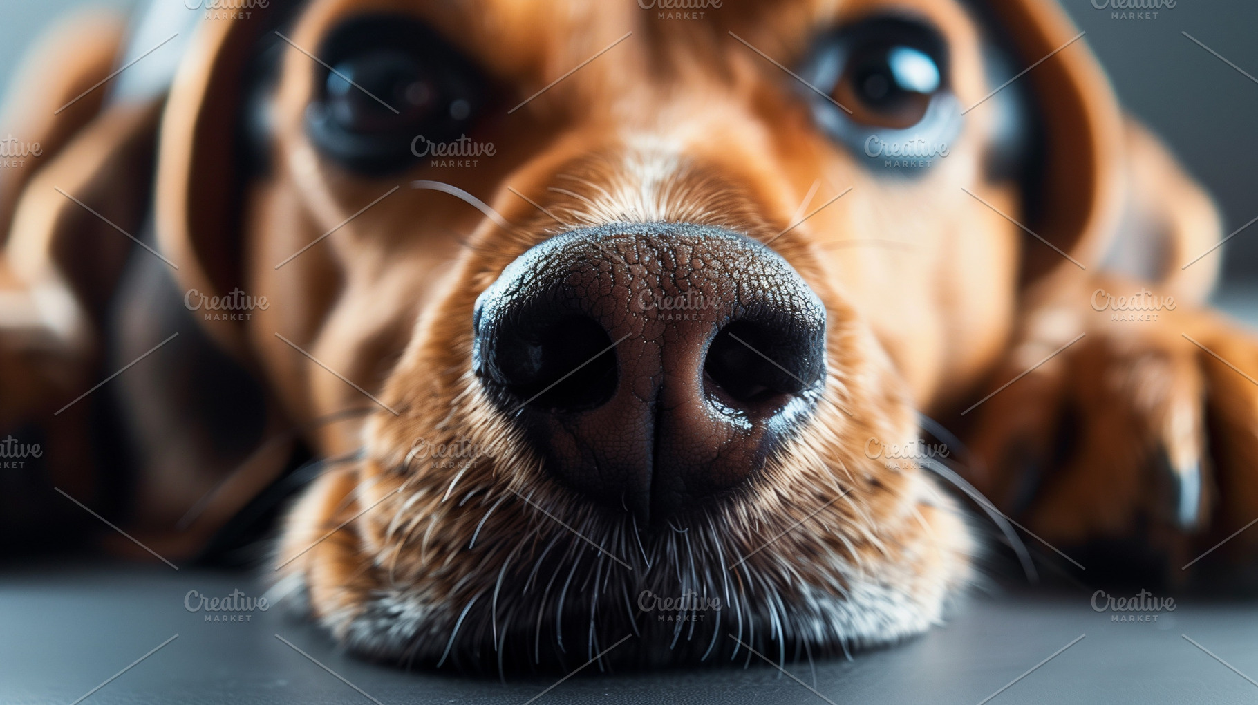 Closeup of wet dog nose, an Animal Photo by MistyDay