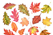 Autumn leaves watercolor clipart, a Background Graphic by Watercolor Clipart (Thumbnail 3 of 4)