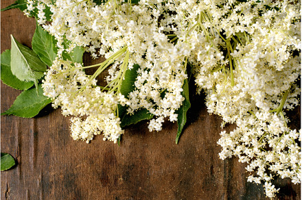 Fresh Elderflower Blossoms on Wooden