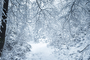Snow in the woods containing snow, woods, and ice