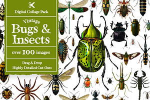 Vintage Bugs Digital Collage Pack