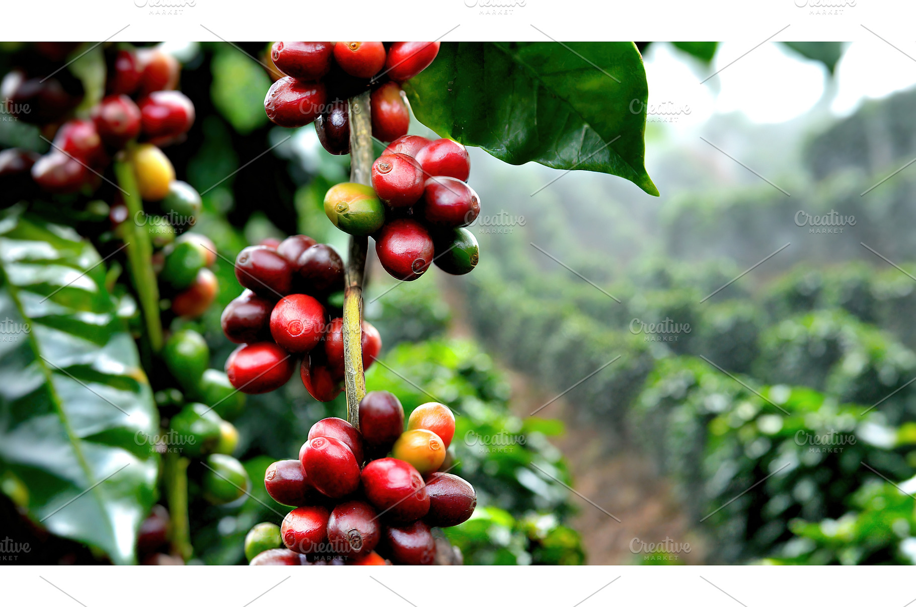 A vibrant coffee plantation, a Nature Photo by Igor Tichonow