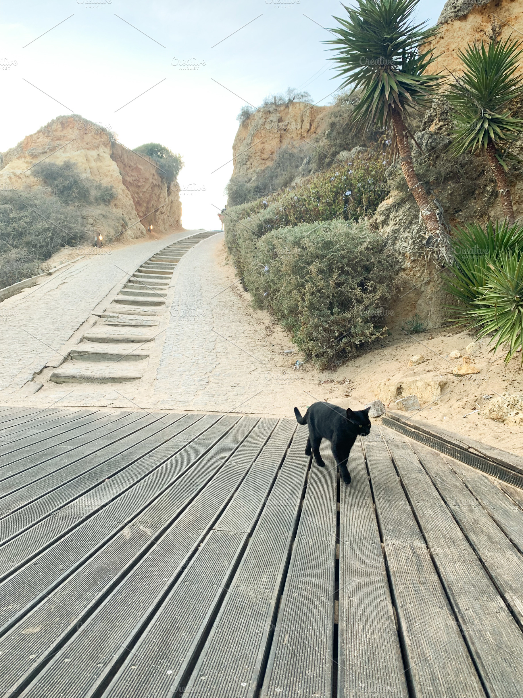 Black cat walking on wooden path near sandy cliffs and greenery, a Holiday Photo by sebastianaraw