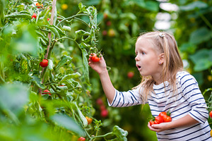 Adorable little girl collecting crop cucumbers and tomatoes in greenhouse