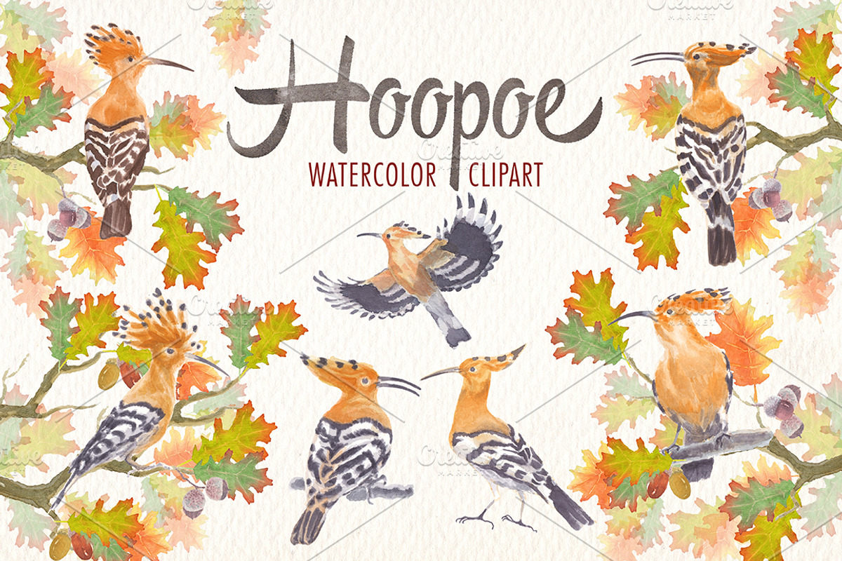 watercolor hoopoe bird clipart, an Illustration by Art & Things (Photo 1 of 5)