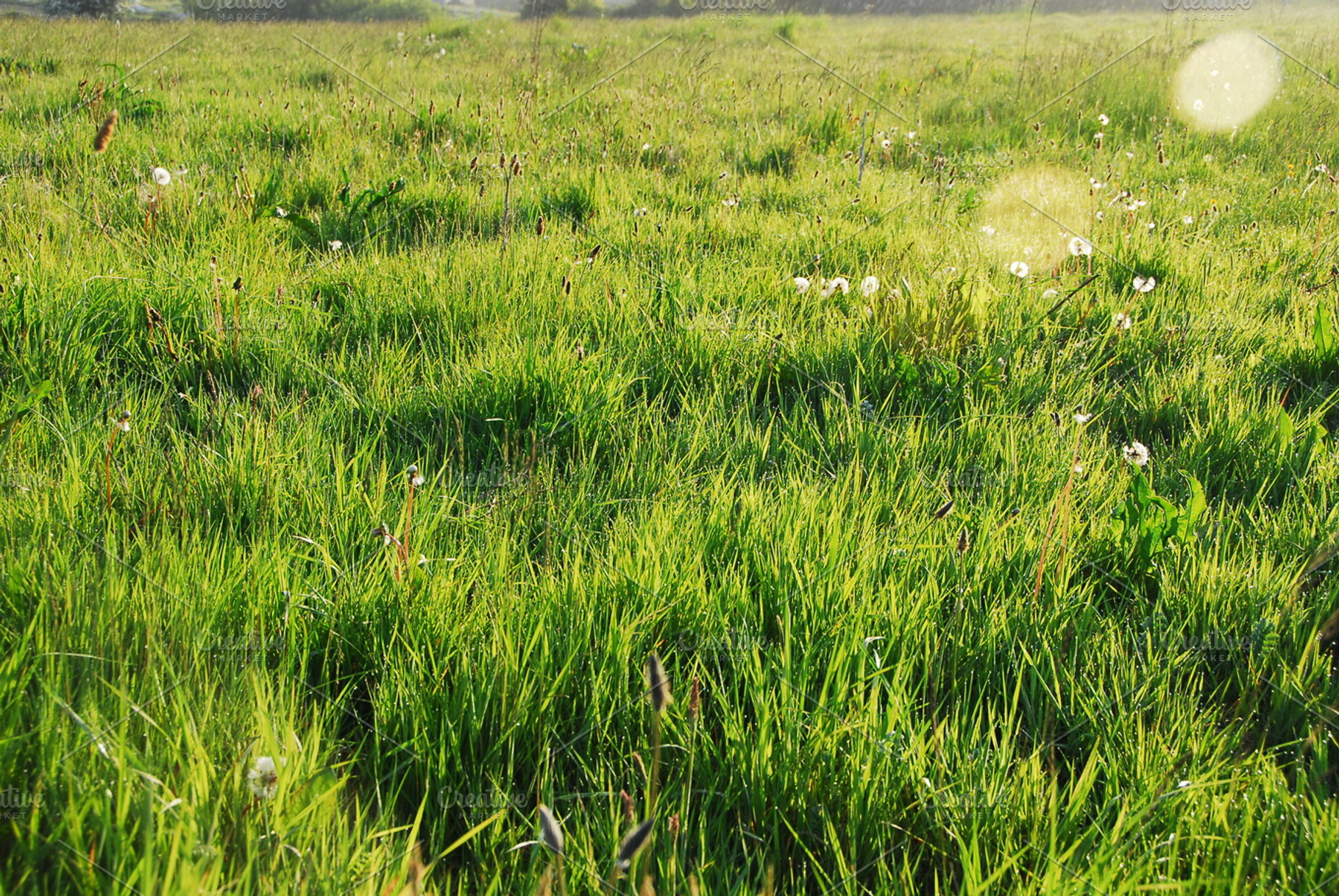 Morning Dew Stock Photo Containing Morning And Dew