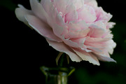 Romantic printable peony wall art, a Nature Photo by Mineden Digital Prints (Thumbnail 3 of 7)