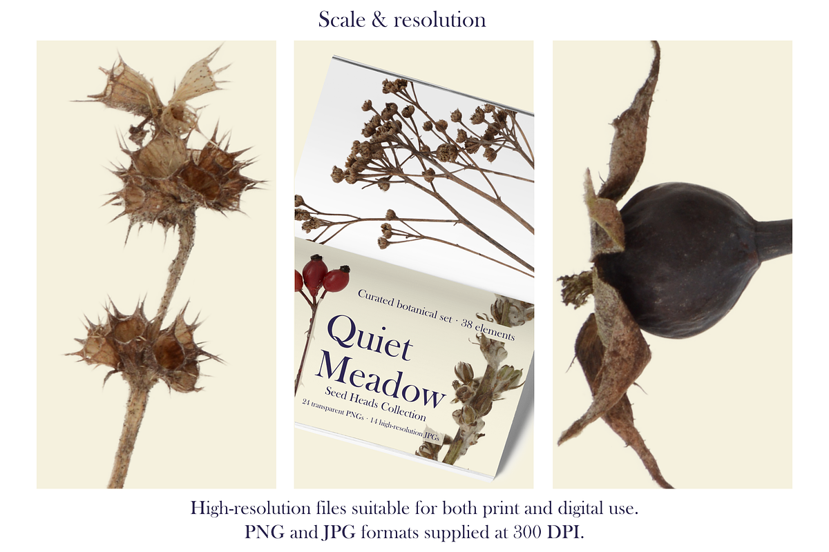 Quiet Meadow — Seed Heads Collection, an Object Graphic by Aga Silva (Photo 5 of 7)