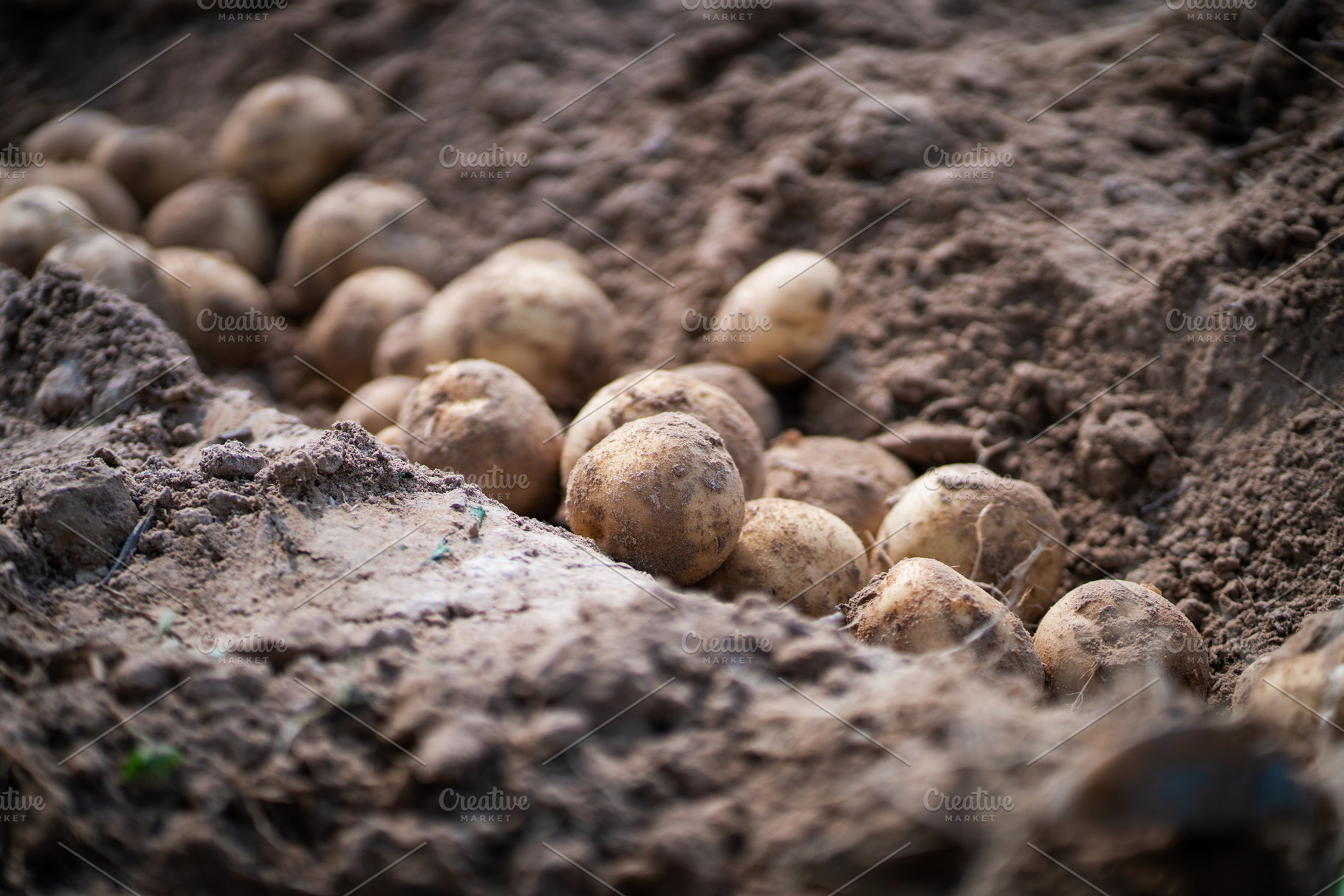 Potatoes in field., a Food & Drink Photo by Nednapa