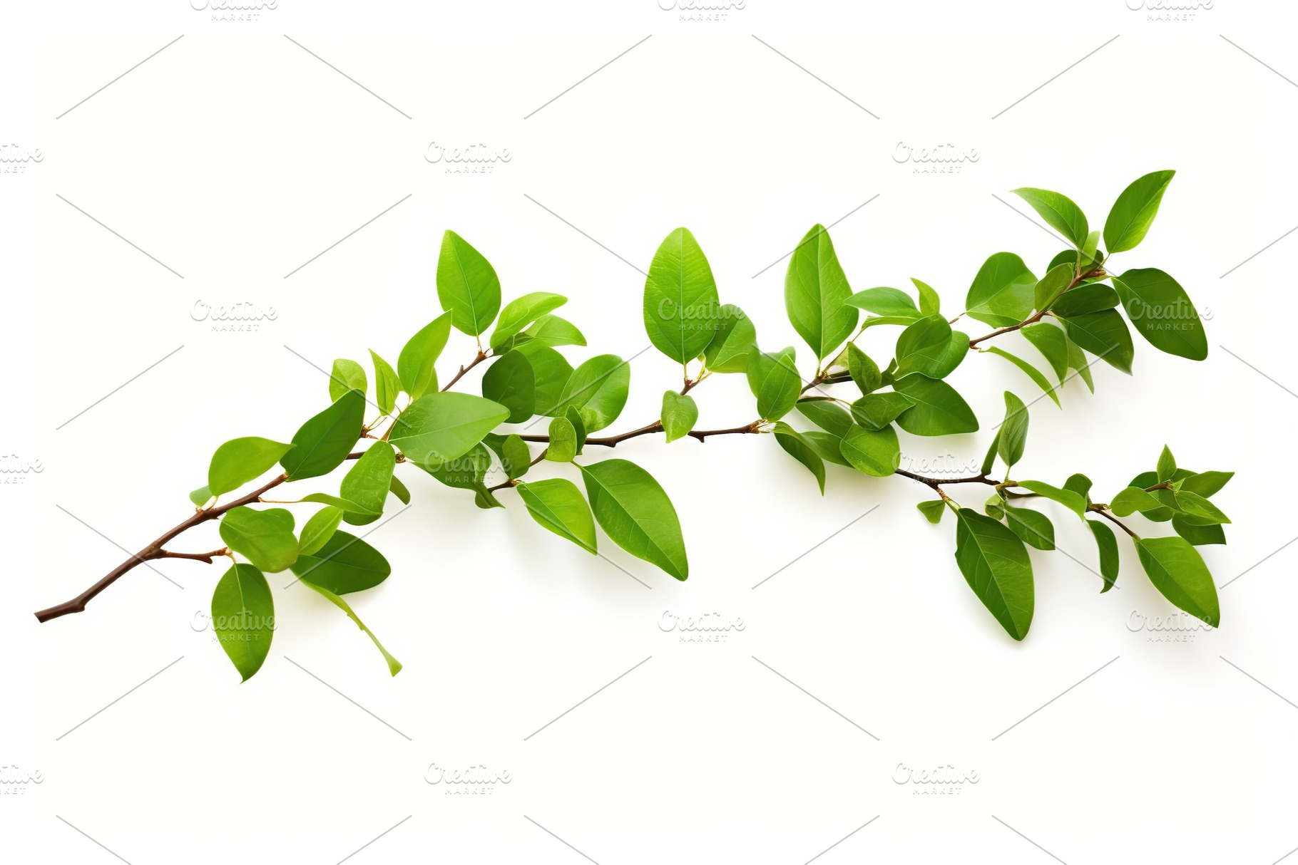 Branch with green leaves on white background, a Nature Photo by AlyaAnd