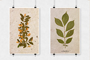 Real Pressed Leaves & Flowers 32, an Object Graphic by Desiree Lange (Thumbnail 2 of 3)