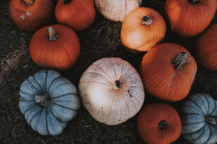 Various Pumpkins, a Nature Photo by Sydney Faith Photography