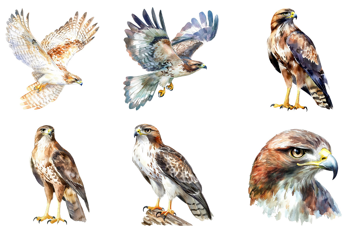 Hawk Watercolor Clipart, an Illustration by SinaCreation (Photo 3 of 4)
