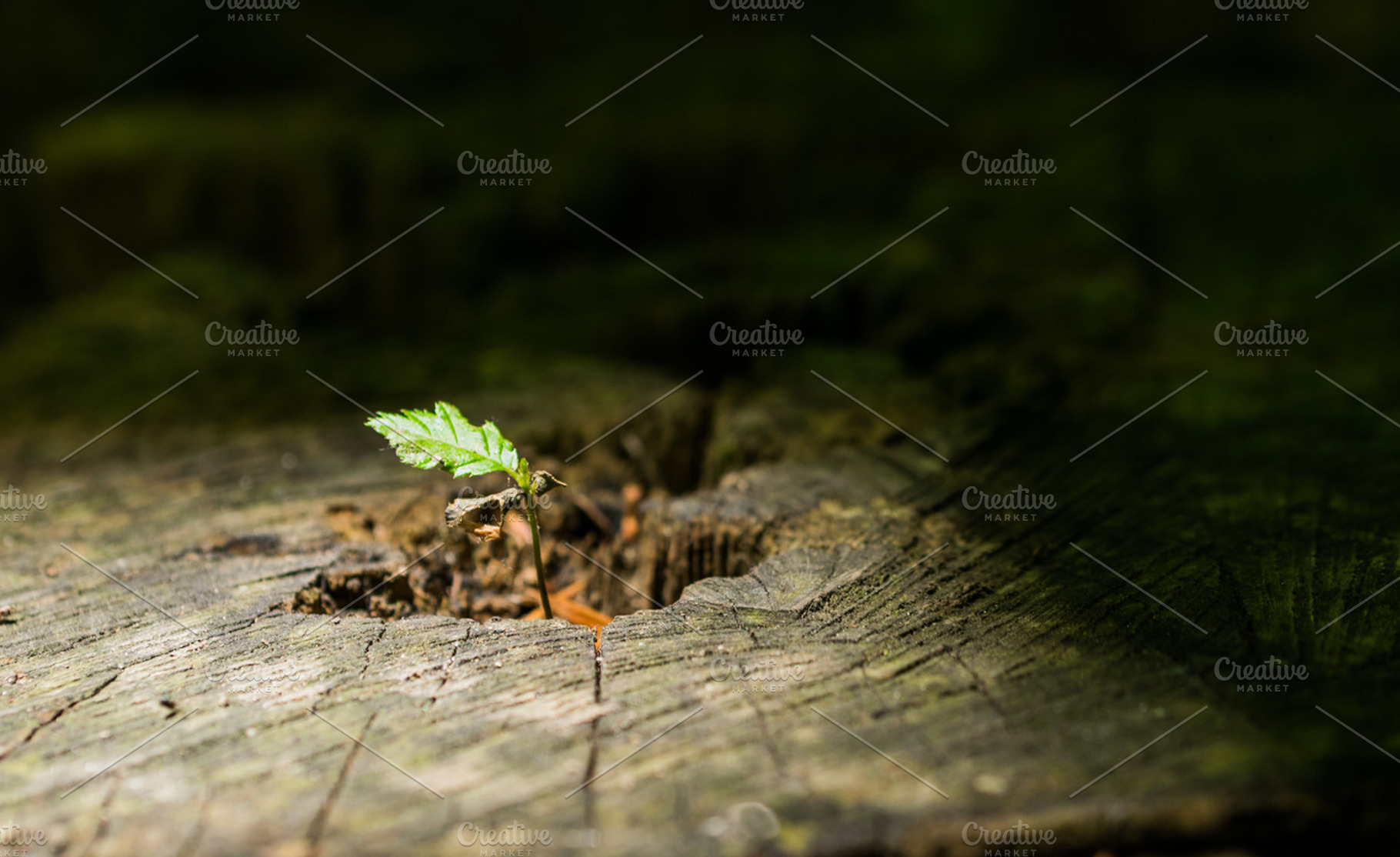 Sapling recreates from its trunk, a Nature Photo by Nex Apher