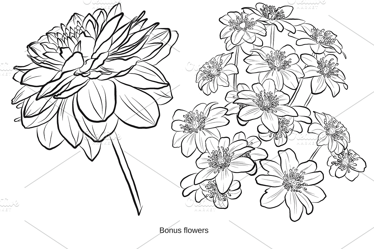 Delicate Peonies, an Object Graphic by VictoriaKStudio (Photo 6 of 6)