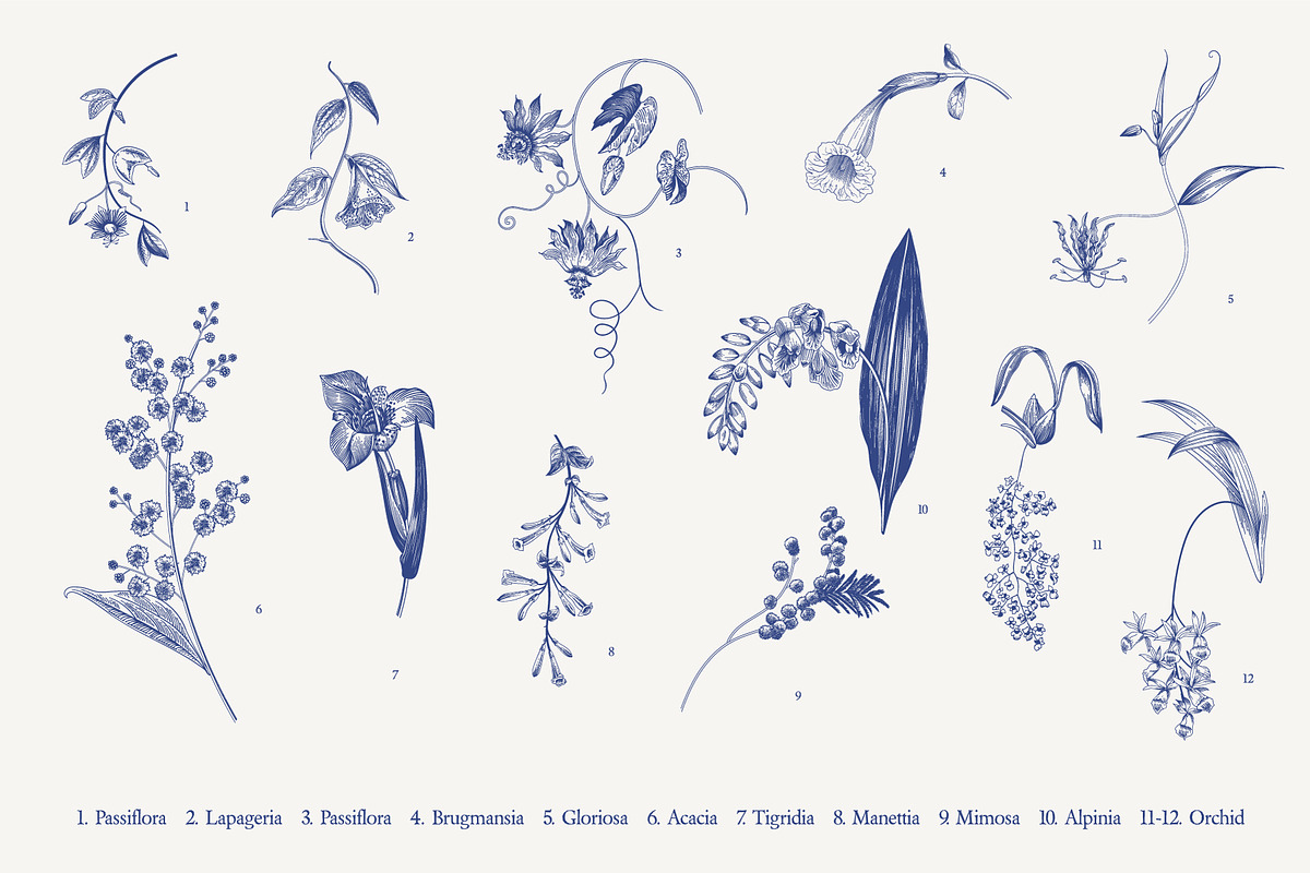 BLOOM. Chinoiserie inspired. B&W, a Decorative Illustration by olga.korneeva (Photo 3 of 11)