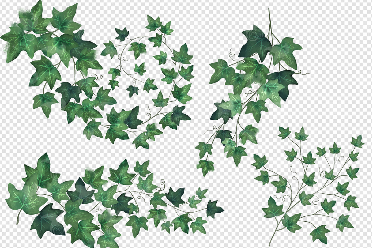 Watercolor Ivy Clipart, an Illustration by Digital Curio (Photo 5 of 5)
