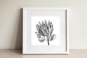 Protea Illustration Vector, an Illustration by Pretty Please Lara (Thumbnail 3 of 6)