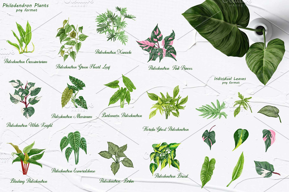 Philodendron Plans Watercolor Set, a Decorative Illustration by BarvArt (Photo 3 of 7)