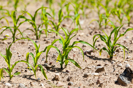 yield of maize corn and food, a Nature Photo by MyPhotos