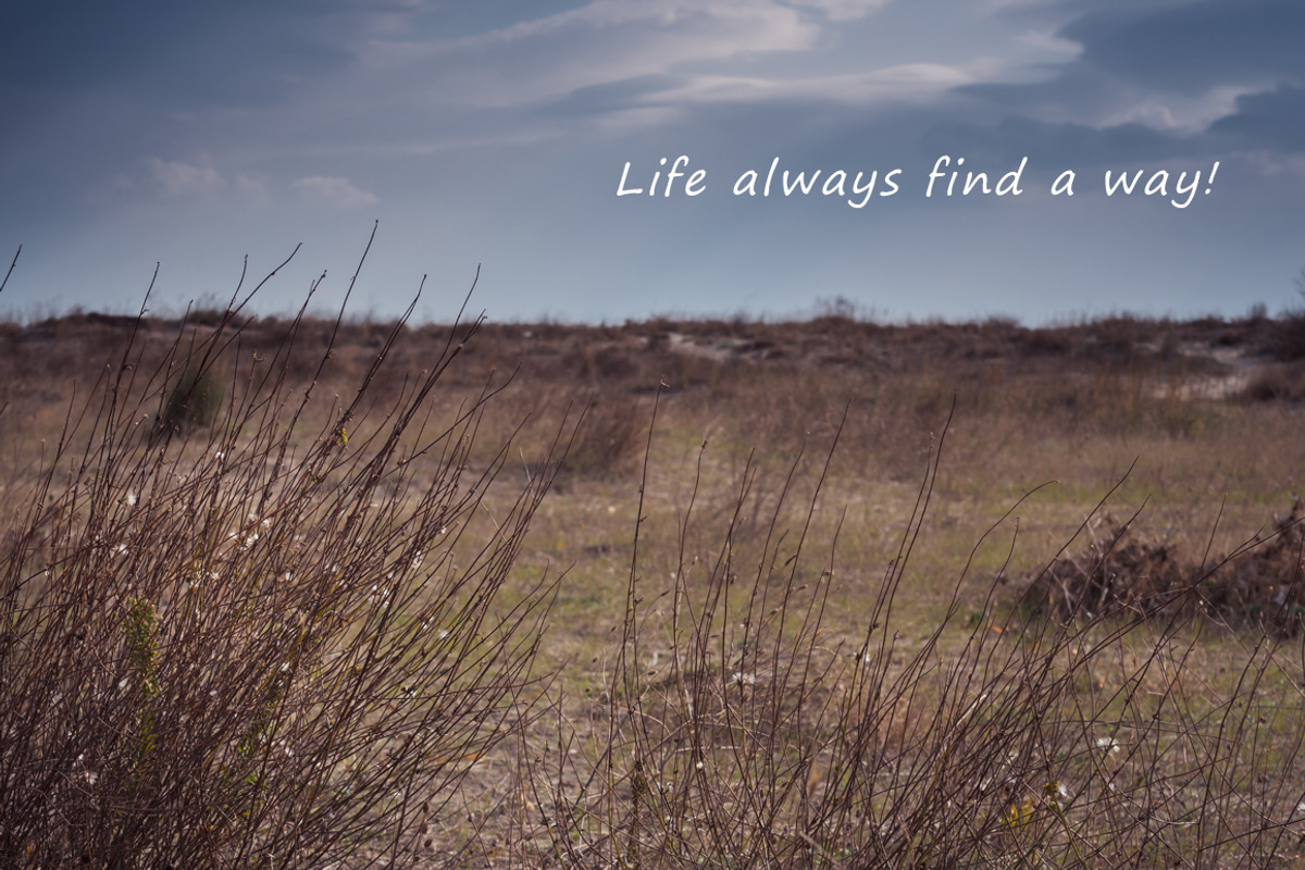 Nature close, a Templates & Theme by outlinez (Photo 4 of 5)