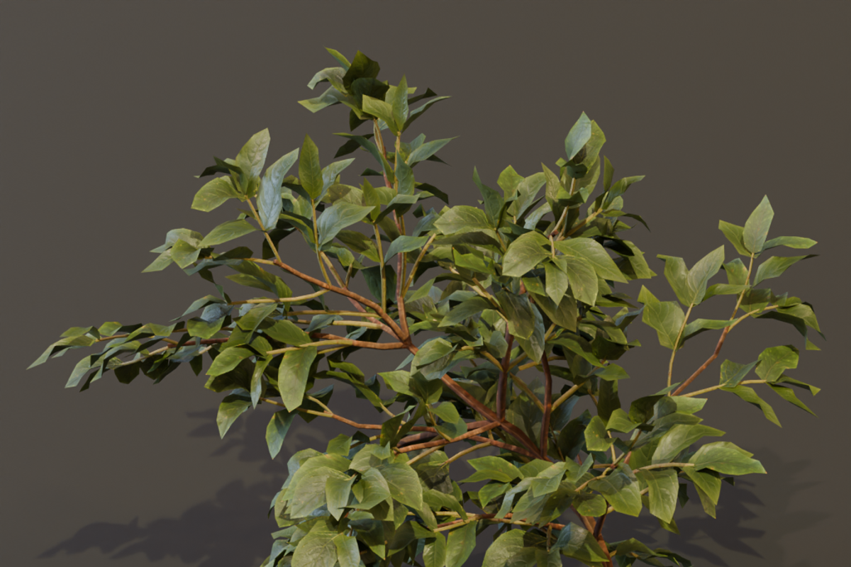 The Elderberry Bush, a Plants & Tree 3D Model by FuturePastCreatives (Photo 3 of 9)