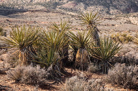 Yucca plants on an arid desert, a Photo by PhotographerJen
