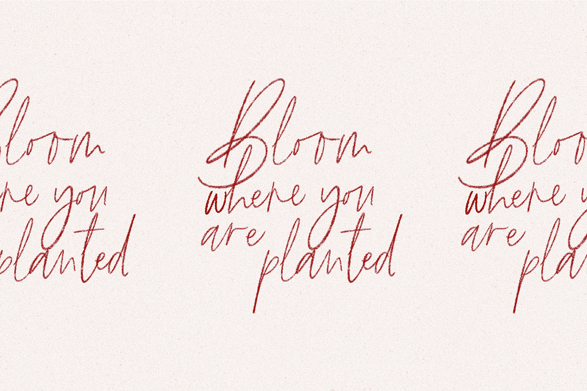 The Brywood - Script & Serif Fonts preview 6