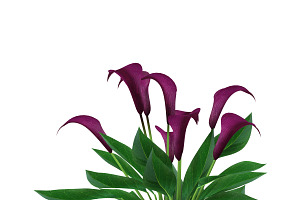 Calla Lily Burgundy