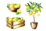 Fresh Lemon. Watercolor collection, a Background Graphic by Daria Ustiugova (Thumbnail 4 of 9)