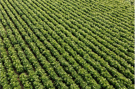 Aerial view of blooming potatoes, a Nature Photo by MadPhotos