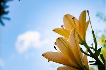Lily flower in the garden. Shallow, a Nature Photo by MadPhotos