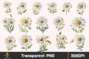 Watercolor daisy bouquets clipart, a Decorative Illustration by ARTify Illustrations (Thumbnail 2 of 3)