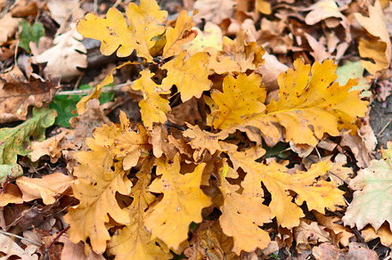 Autumn Oak Leaves preview 6