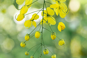 Flower & Garden Collection 15 photos, a Nature Photo by Silent Nature (Thumbnail 14 of 14)