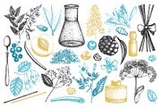 Aromatic Plants & Flowers Sketches, a Healthcare Illustration by Yevheniia (Thumbnail 3 of 9)