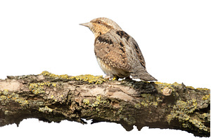 Rare Eurasian Wryneck Bird