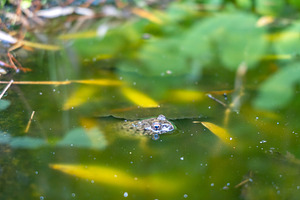 Frog swimming in a quiet pond in Takayama, Japan, an Animal Photo by GoodGoods